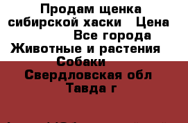 Продам щенка сибирской хаски › Цена ­ 8 000 - Все города Животные и растения » Собаки   . Свердловская обл.,Тавда г.